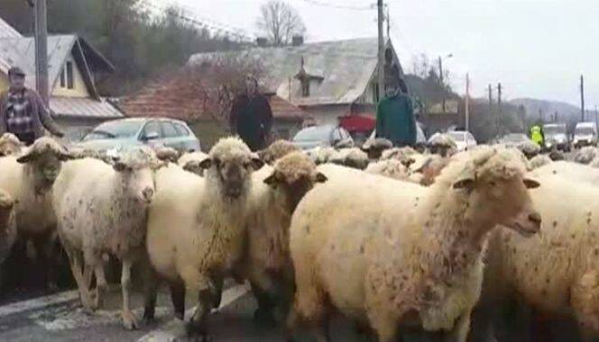 Protest ovine in strada