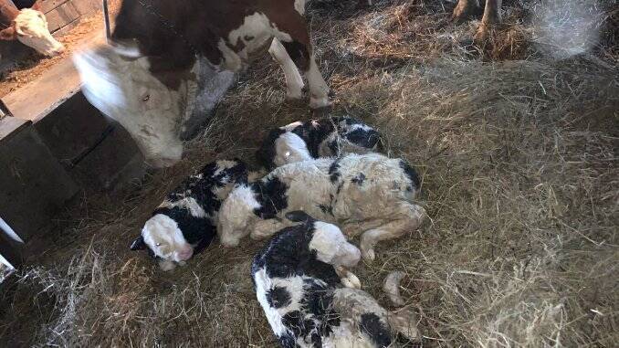Vacuta cu patru vitei gemeni