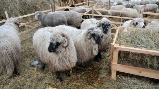 Ferma de ovine