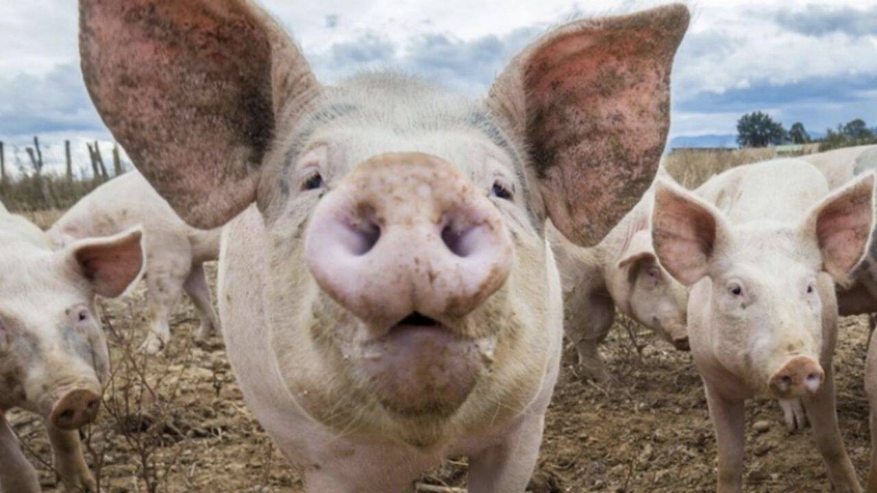 trei porci